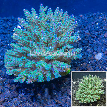 Acropora Coral Fiji