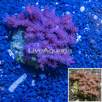 Cauliflower Colt Coral Indonesia