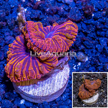 LiveAquaria® Cultured Blastomussa Wellsi Coral 