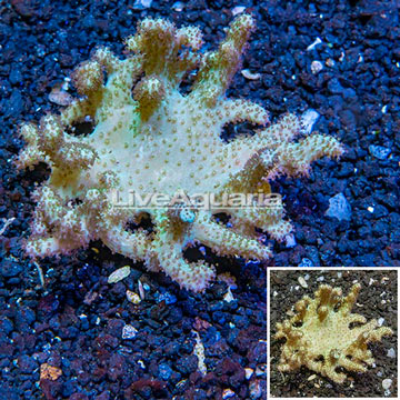 Sinularia Leather Coral Vietnam