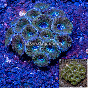 Acan Lord Coral Australia