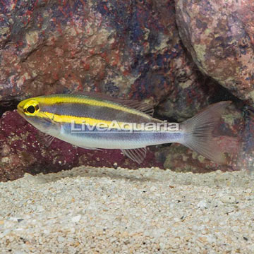 Whiptail Threadfin Bream