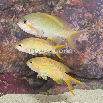 Huchtii Anthias, Trio 