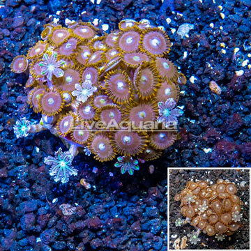 Zoanthus Coral Indonesia