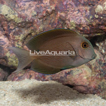 Orange Stripe Bristletooth Tang