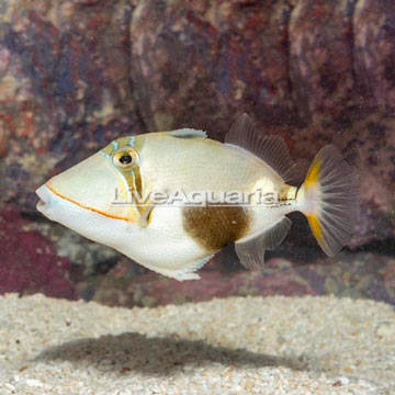 Boomerang Triggerfish