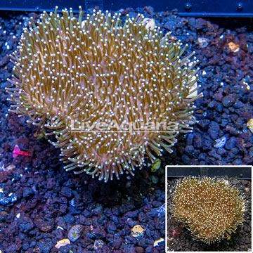 Toadstool Mushroom Leather Coral  Indonesia