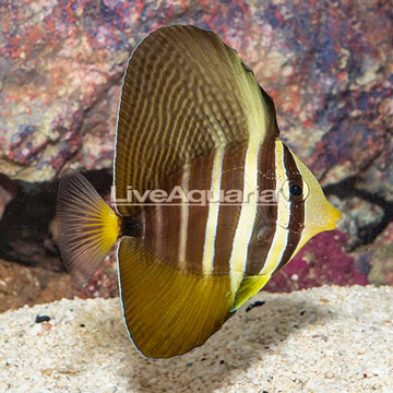 Sailfin Tang