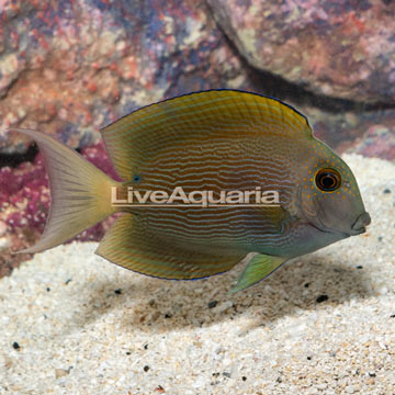 Orange Stripe Bristletooth Tang