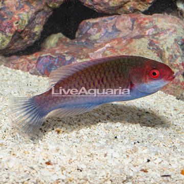 Blueside Fairy Wrasse