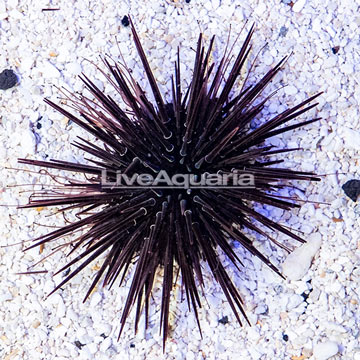 Rock Boring Urchin