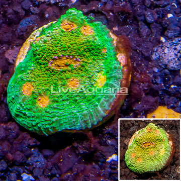 LiveAquaria® Cultured Ultra Chalice Coral