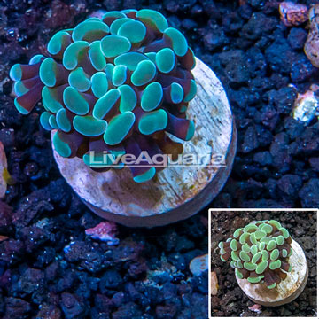 LiveAquaria® Cultured Hammer Coral