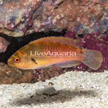 Bluesided Fairy Wrasse 