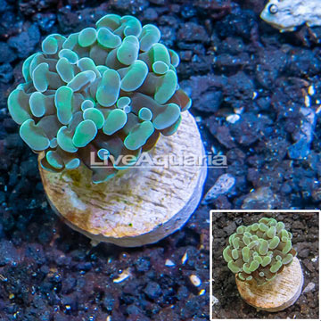 LiveAquaria® Cultured Hammer Coral 