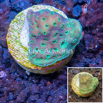 LiveAquaria® Cultured Pavona Coral