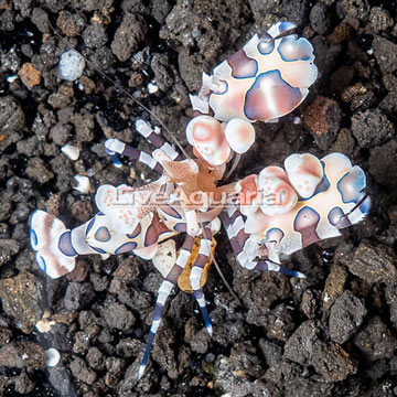 Harlequin Shrimp