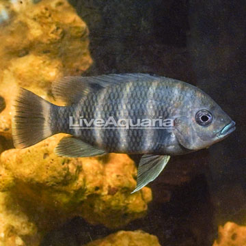 Convict Cichlid