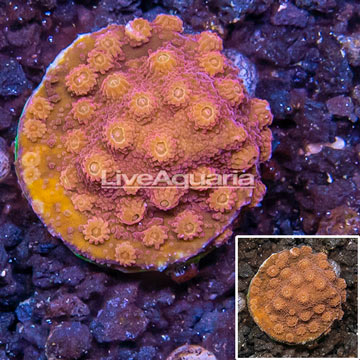 LiveAquaria® Cultured Cyphastrea Frag coral