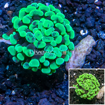 LiveAquaria® Cultured Hammer Coral