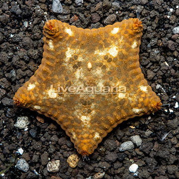 Pillow Sea Star