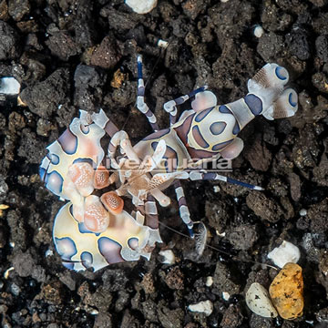 Harlequin Shrimp, Male