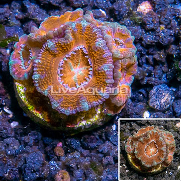 LiveAquaria® Cultured Acan Lord Coral 