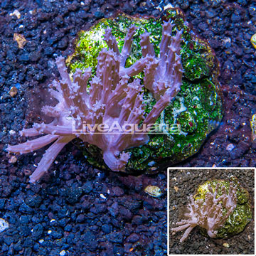 Tree Coral Indonesia