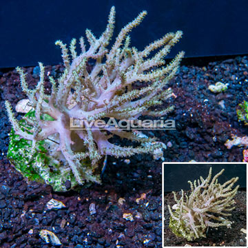 Sinularia Leather Coral Indonesia