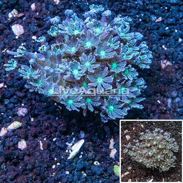 Glove Polyp Coral Indonesia 