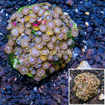 Zoanthus Coral Indonesia