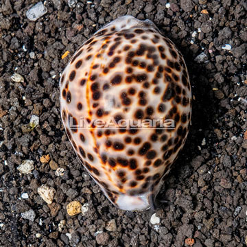 Cowrie Tiger Snail