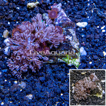 Pom Pom Xenia and Zoanthus Combo Rock Africa