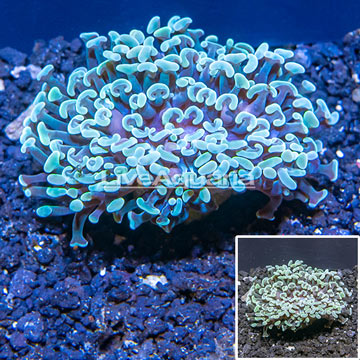 LiveAquaria® Cultured Hammer Coral