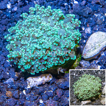 LiveAquaria® Cultured Euphyllia divisa