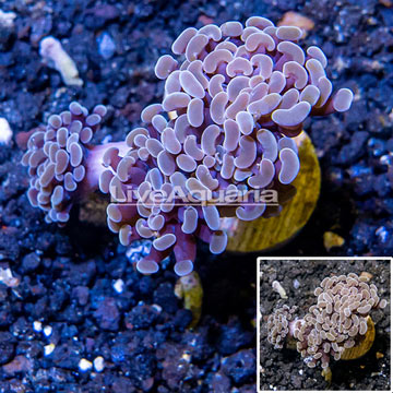 LiveAquaria® Cultured Hammer Coral