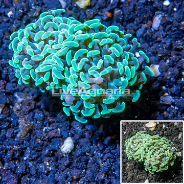 LiveAquaria® Cultured Hammer Coral