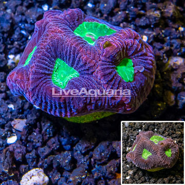 LiveAquaria® Cultured Goniastrea Coral