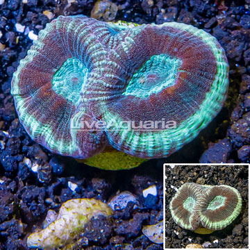 LiveAquaria® Cultured Goniastrea Brain Coral 