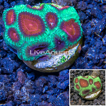 LiveAquaria® Cultured Favia Coral