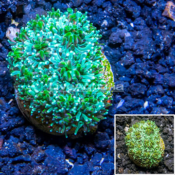 LiveAquaria® Cultured Galaxea Coral