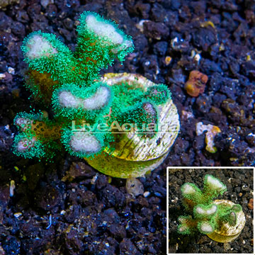 LiveAquaria® Cultured Stylophora Coral 