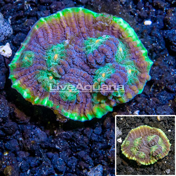 LiveAquaria® Cultured Ultra Chalice Coral