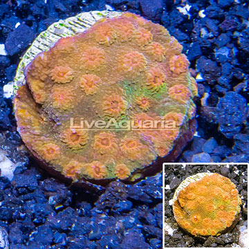 LiveAquaria® Cultured Cyphastrea Coral