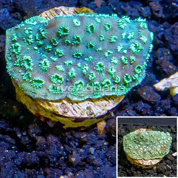 LiveAquaria® Cultured Pavona Coral