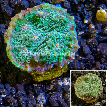 LiveAquaria® Cultured Ultra Chalice Coral