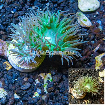 LiveAquaria® Cultured Duncan Coral