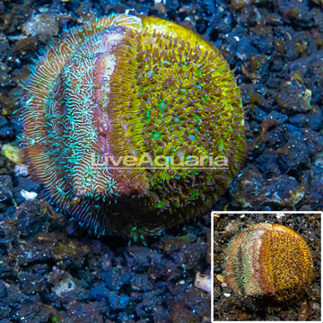 LiveAquaria® Cultured Leptoseris Coral