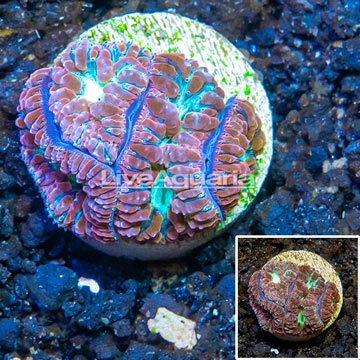 LiveAquaria® Red and Green Blastomussa Coral