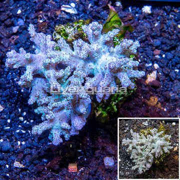 Sinularia Leather Coral Indonesia